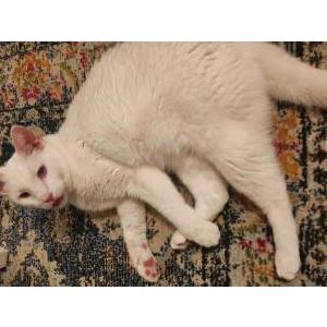 Lost Cat Gary
