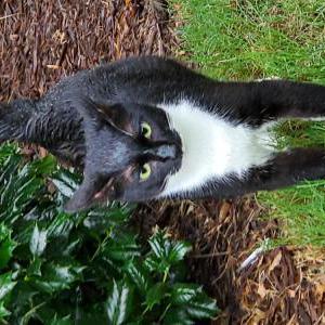 Found Cat Unknown