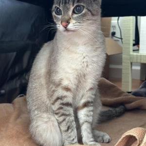 Image of Unknown, Found Cat
