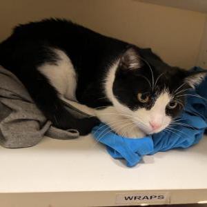 Image of Twilight, Lost Cat