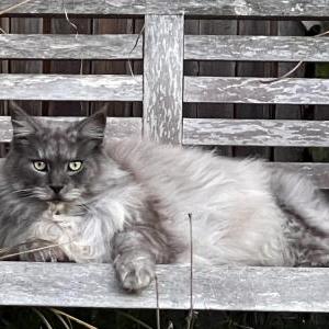 Lost Cat Ulysses