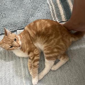 Image of Feliz, Lost Cat