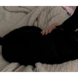 Image of Mac, Lost Cat