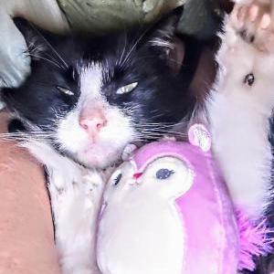 Image of Tux, Lost Cat