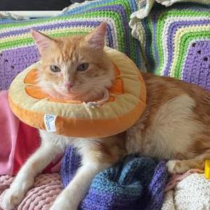 Image of Dobby, Lost Cat