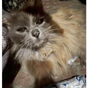Lost Cat Grey