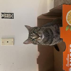 Lost Cat Star