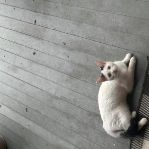 Image of Stray, Found Cat