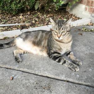 Image of Bong Bong, Lost Cat