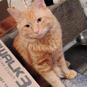 Image of Tigger, Lost Cat