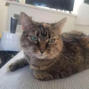 Lost Cat Ginger