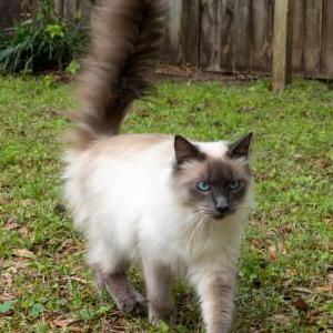 Lost Cat Shadow