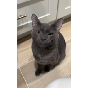 Image of Shadow, Lost Cat