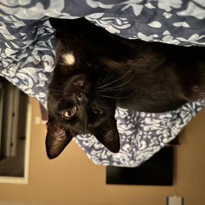 Image of Menace, Lost Cat