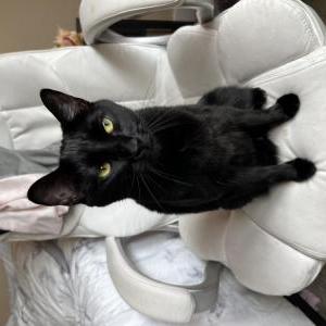 Image of Stinky, Lost Cat