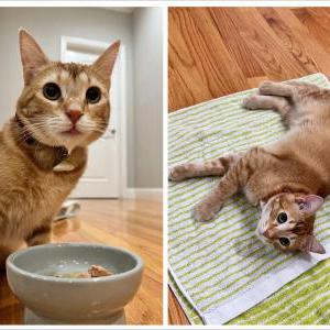 Image of Kinako, Lost Cat