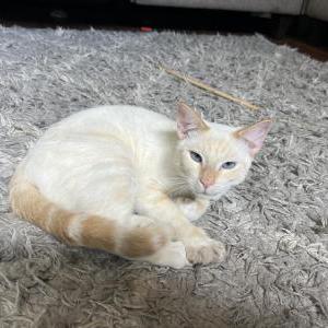 Image of Jasper, Lost Cat