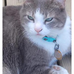 Lost Cat Barry