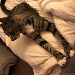 Image of Max, Lost Cat