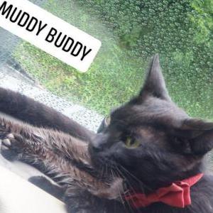 Lost Cat Icky