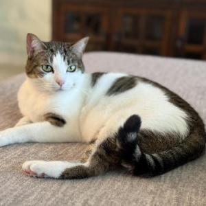 Lost Cat Squeaker 
