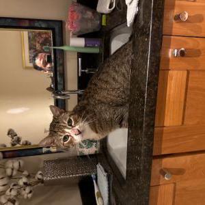 Lost Cat Marble