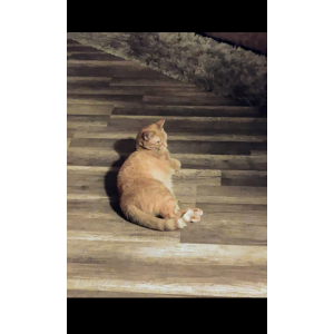 Image of Tessa, Lost Cat