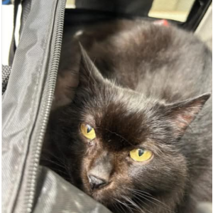 Image of Molly, Lost Cat
