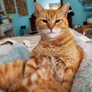Image of Jojo, Lost Cat