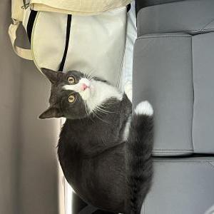 Lost Cat Stoffel