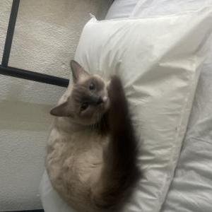 Image of Kitty, Lost Cat