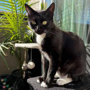 Image of Mickey, Lost Cat