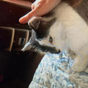 Image of Ire, Lost Cat