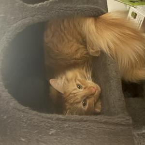 Image of Yuji, Lost Cat