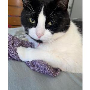 Lost Cat Binx aka Bean