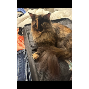 Lost Cat Coleco