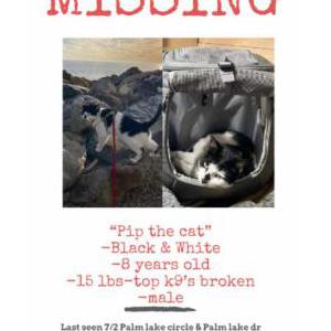 Lost Cat pip