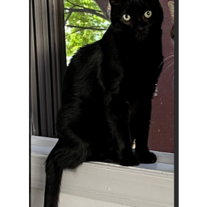 Image of Moa, Lost Cat