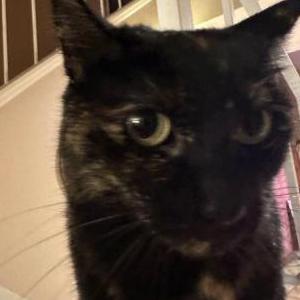 Lost Cat Nala