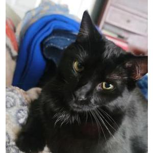 Lost Cat Neko