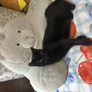 Lost Cat Luna