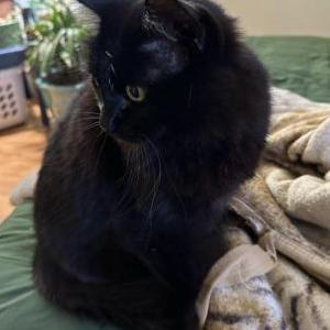 Lost Cat Eleanor