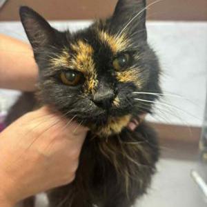 Found Cat Unknown