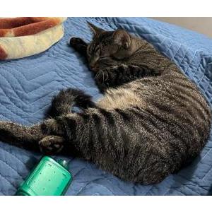 Lost Cat Luna Lane