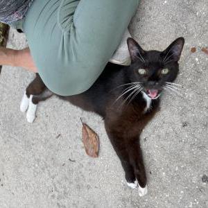 Found Cat Unknown