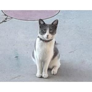 Image of Unknown, Found Cat