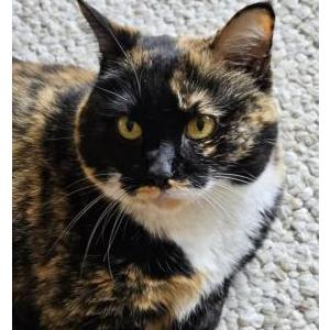 Image of Peanut Butter, Lost Cat