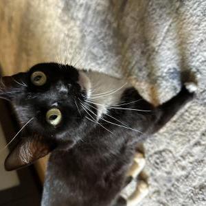 Image of Wednesday, Lost Cat