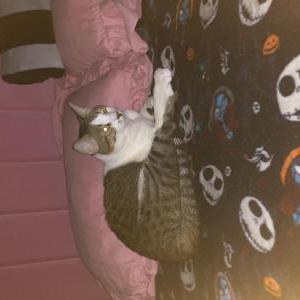 Image of meowy, Lost Cat