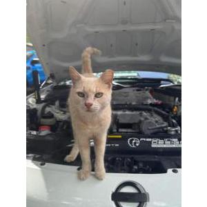 Lost Cat Blondie